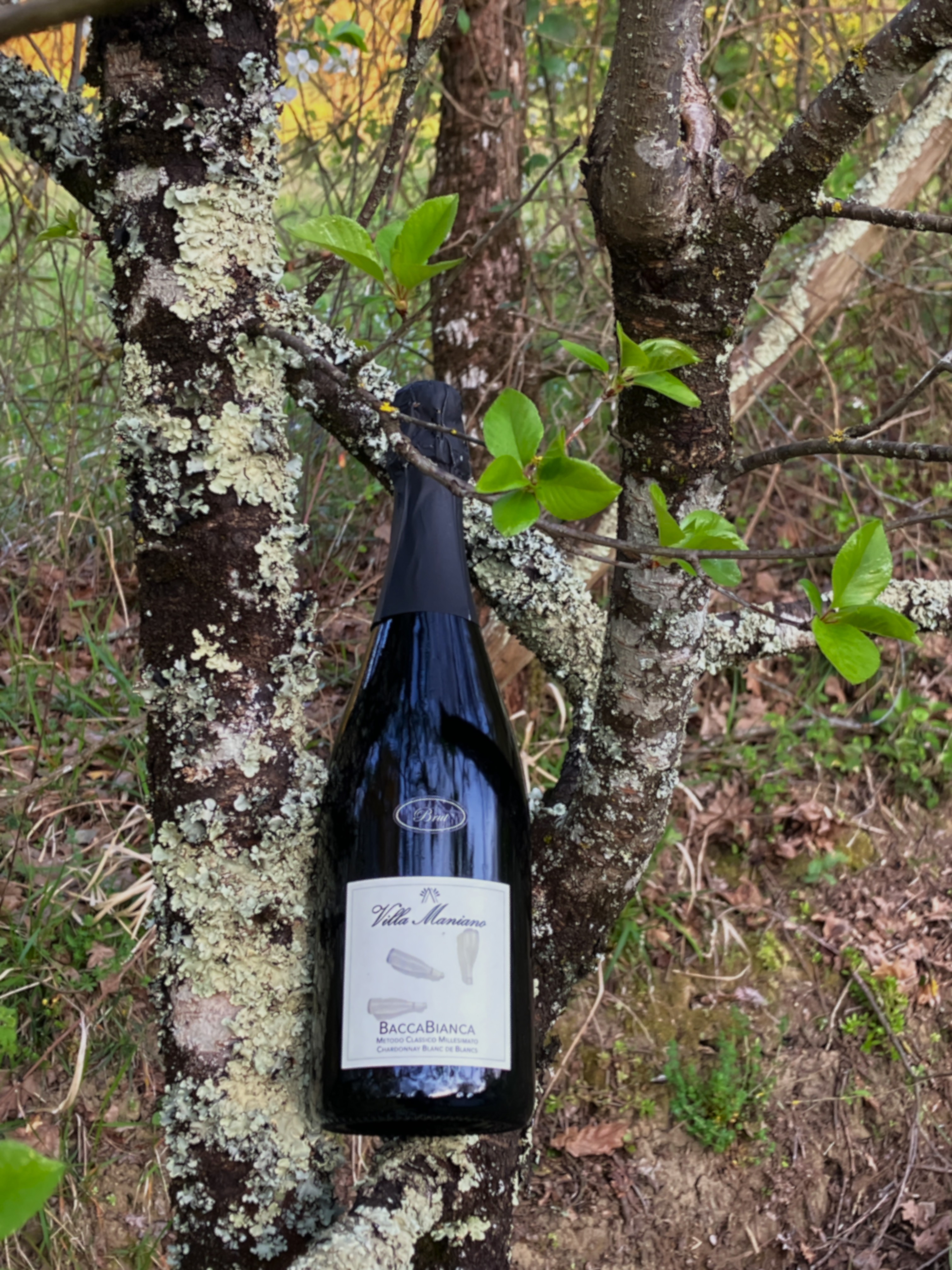 Spumante metodo classico millesimato Chardonnay Blanc de Blancs, affinamento sui lieviti
