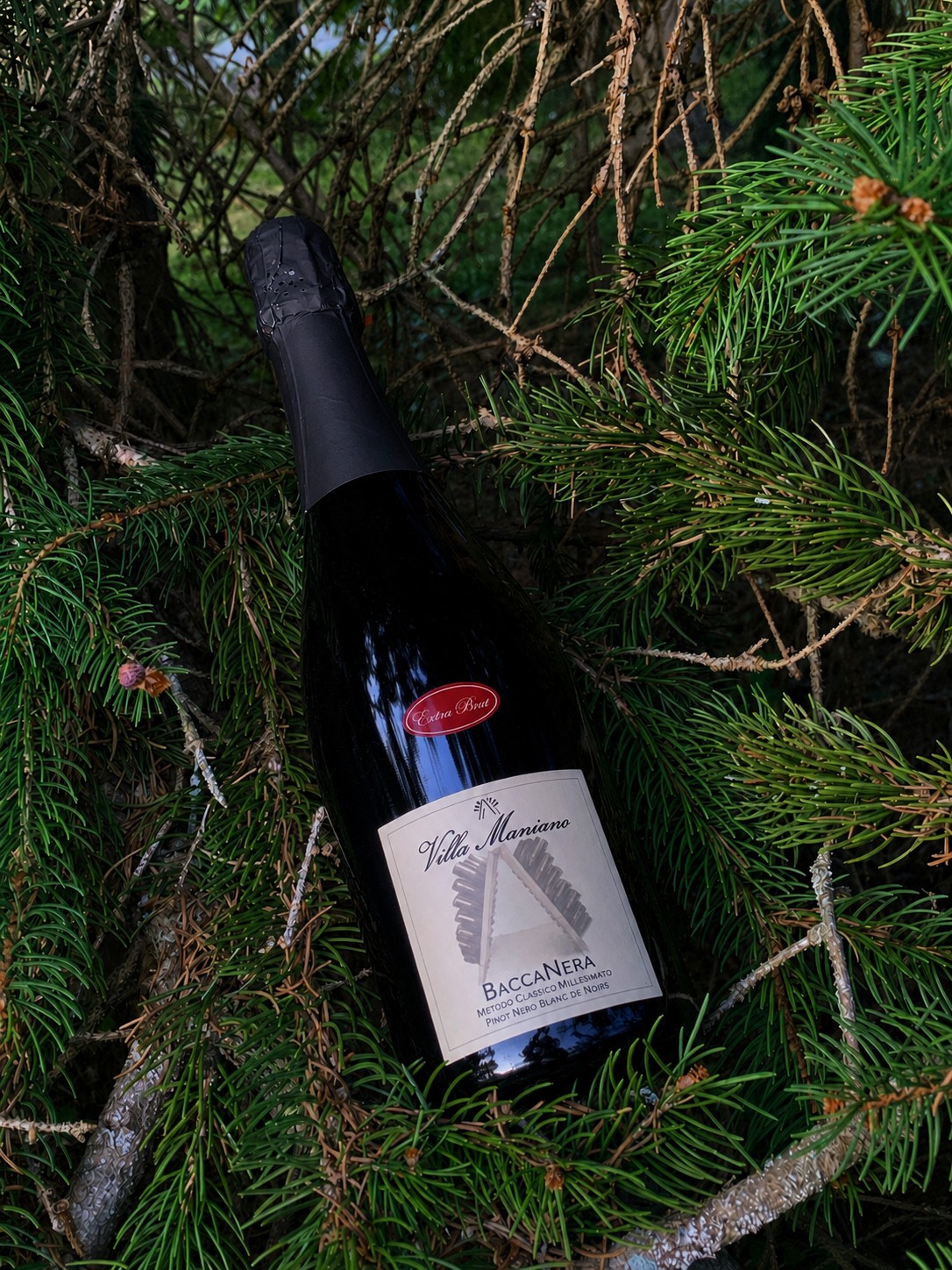 Spumante metodo classico millesimato Pinot Nero Blanc de Noirs, affinamento sui lieviti